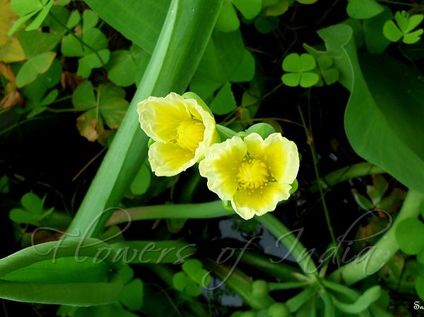 Yellow Sawah Lettuce